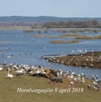 Hornborgasjon_2019